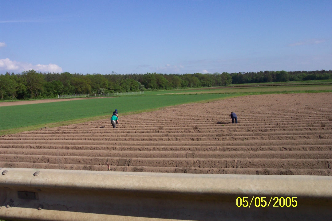 Picking White Spargel (Asparagus), Sandhausen, Germany 05