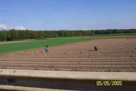 Picking White Spargel (Asparagus), Sandhausen, Germany 05