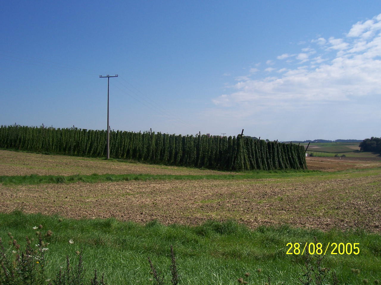 Hops Near Munich 28 Aug 05 1