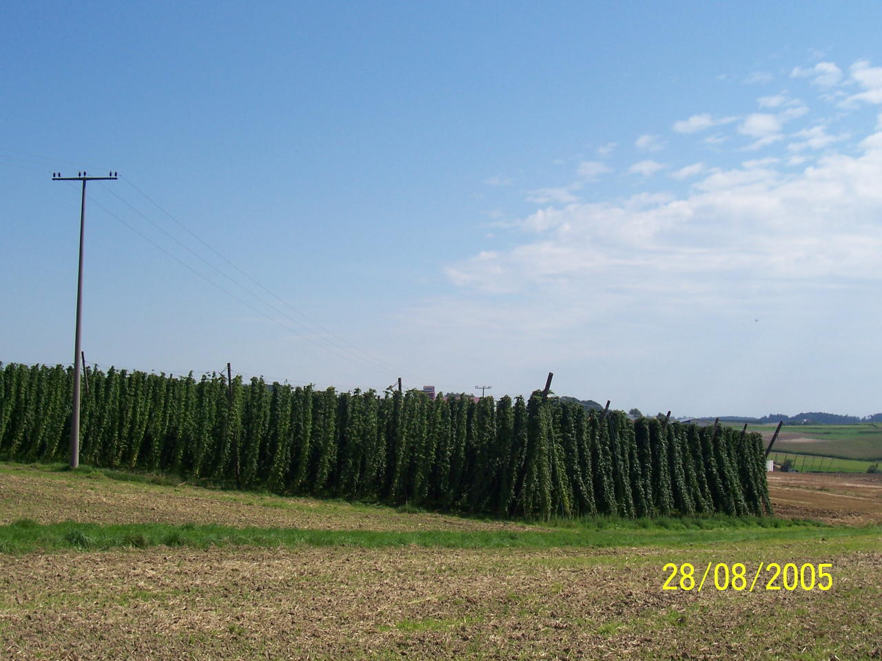 Hops Near Munich 28 Aug 05 2