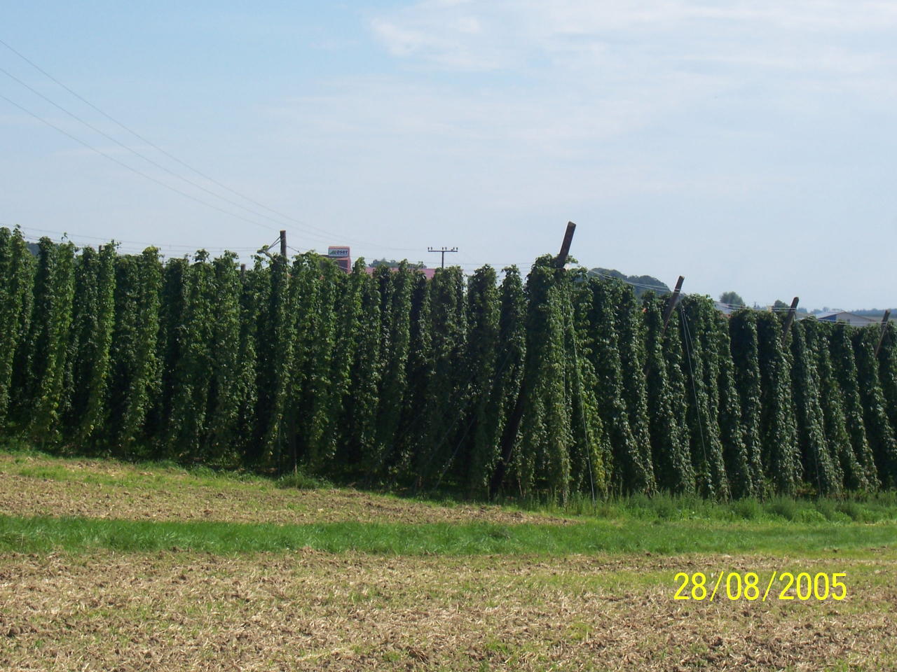 Hops Near Munich 28 Aug 05 3