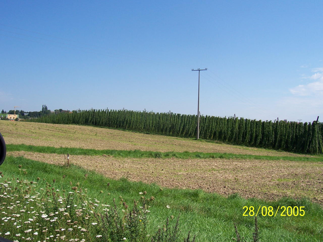 Hops Near Munich 28 Aug 05 4