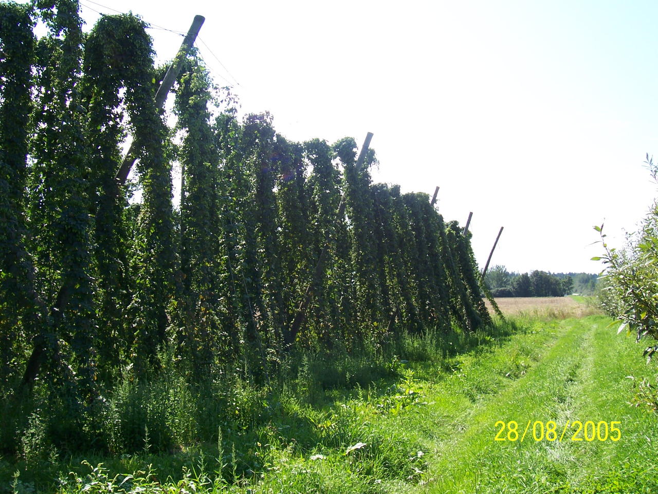 Hops Near Munich 28 Aug 05 6