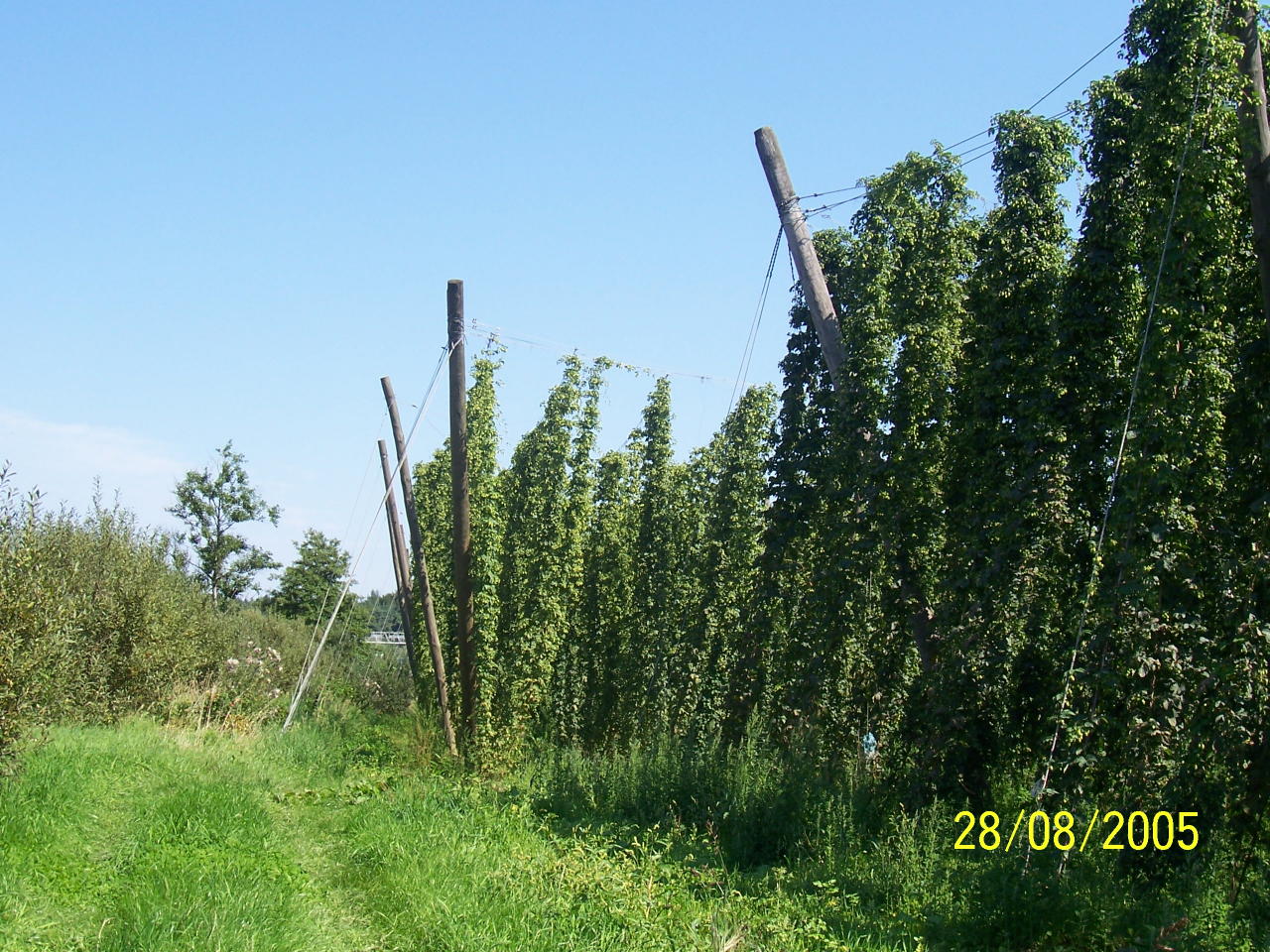 Hops Near Munich 28 Aug 05 8