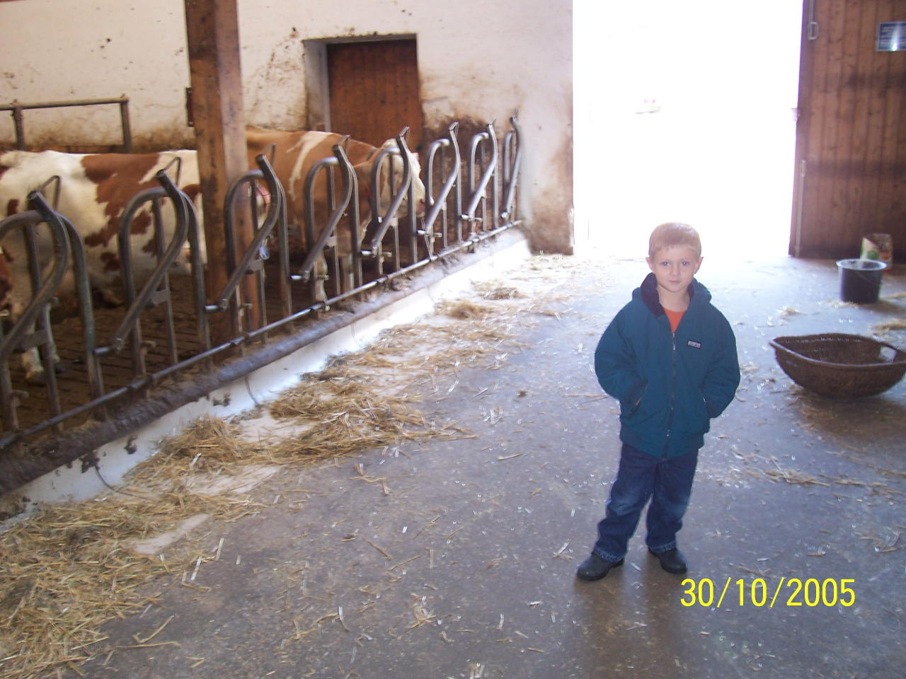 John with Cows at Barn 30 Oct 05