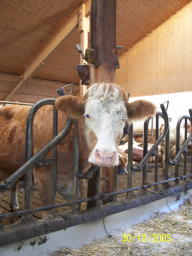 Cow at Barn 30 Oct 05 