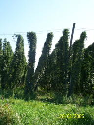 Hops Near Munich 28 Aug 05 5