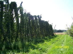 Hops Near Munich 28 Aug 05 6