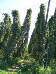 Hops Near Munich 28 Aug 05 7