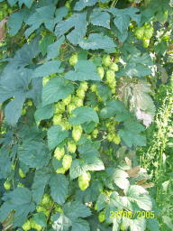 Hops Near Munich 28 Aug 05 9