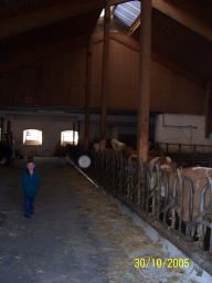 Inside Cow Barn at 30  Oct 05